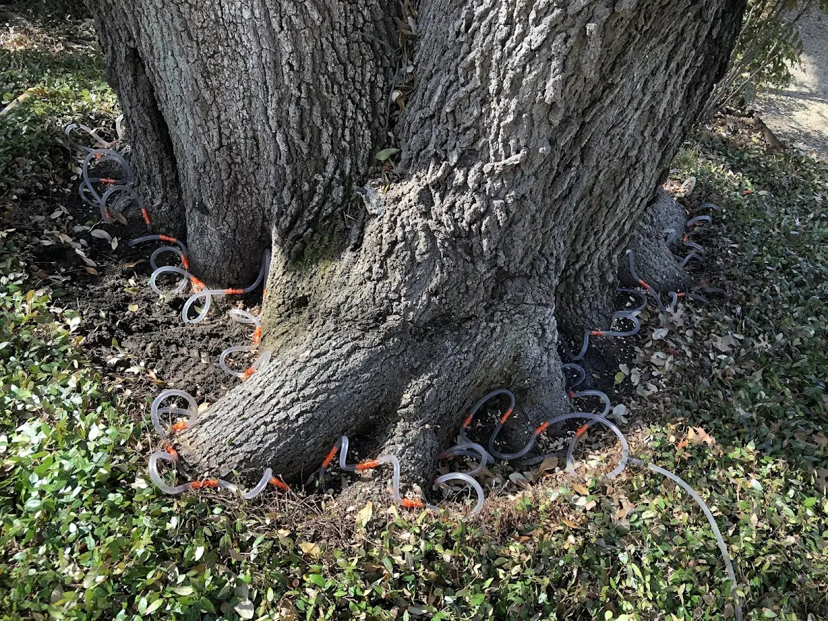 Detailed Tree Cabling and Bracing job site in Skidmore